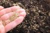 Photo for Grass Seeds Market Growth Opportunities Till 2025