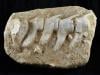 Photo for Fossil Age Minerals