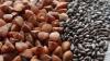 Photo for Seed Market Potential Growth, Analysis, Strategies and Forecast 2024