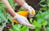 Photo for Water-Soluble Fertilizers Market Growth Analysis and Future Demand with Forecast up to 2024