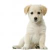 Photo for Abracadabra Pet Grooming