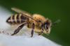 Photo for Denver Wasp and Bee Control