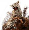 Photo for Woods Edge Taxidermy and Archery