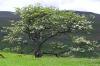 Photo for Cornerstone Tree and Landscape Services
