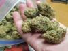 Photo for Reliable Marijuana Online Store