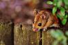 Photo for Empire Pest Defense