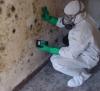Photo for Art Mold Removal (Water damage, Fire damage)