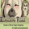 Photo for Hedgehog Ville