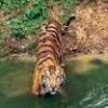 Photo for ENJOY RANTHAMBORE JUNGLE KA BHRAMAN AT JAIPUR SIGHTSEEING PACKAGES