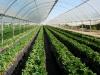 Photo for Greenhouse Irrigation Industry: Global Trends, Analysis and Statistics by Types, Application and Regional Forecast to 2024