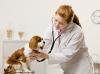 Photo for Animal Parasiticides Industry Analysis, Size, Growth, Trends and Forecast to 2026