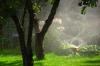 Photo for Liberty Lawn Care Inc