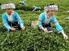 Photo for Matcha Green Tea Powder