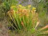 Photo for 10% off Side-wide on asklepios-seeds.de