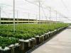 Photo for Home Grown Hydroponics