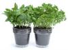 Photo for Home Grown Hydroponics