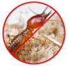 Photo for Termite Control Market Outlook and Opportunities in Grooming Regions 2025