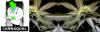 Photo for CannaQual