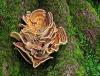 Photo for Medicinal Mushroom Industry is set to experience revolutionary growth in near future