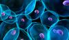 Photo for Global Optical Imaging Market Evolving Technology, Trends and Industry Analysis 2020