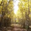 Photo for Cutting Edge Tree Care, LLC