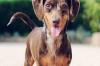 Photo for How to Get Your Pet Dog or Cat Licensed in
