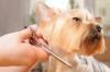 Photo for Pampered Pooch Grooming
