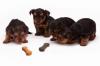 Photo for Puppy Kindergarten Made Easy
