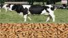 Photo for Cattle Feed & Feed Additives Market: Global Demand Analysis & Opportunity Outlook 2024