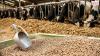 Photo for Feed Premix Market - Trends, Regional Analysis and Forecasts Up To 2024