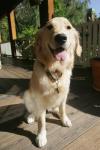 Photo for Pawprints of Yonkers Corp.
