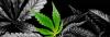 Photo for Village Green Society by Cannamart