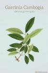 Photo for http://factforhealth.com/phendora-garcinia-south-africa/