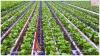 Photo for North America Micro Irrigation Systems Market Potential Growth, Analysis, Strategies and Forecast 2024