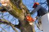 Photo for Drury Tree Service in Maryland Heights
