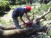 Photo for Totally Trees