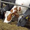 Photo for Cottonwood Angus Farms