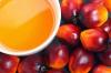 Photo for Global Palm Oil Market Overview – Key Futuristic Trends and Opportunities 2026