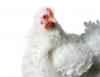 Photo for The French Hen Cafe