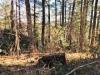 Photo for Land for Sale - Lot 14 Toms Park Circle Hendersonville NC  28791  Susan Duncan Realtor