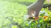 Photo for Agricultural Surfactants to Enhancement Impetus from Expanding Application across Diverse Industries