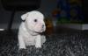 Photo for Luxurious French Bulldogs
