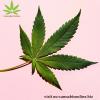 Photo for Cannabis Online