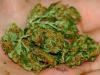 Photo for Top Quality Best Strains - Female Arousal