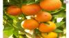 Photo for D-Limonene Market Outlook, Growth Prospects and Key Opportunities 2024