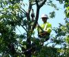 Photo for Young's Tree Service & Stump Removal LLC