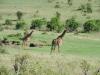 Photo for Masai Mara Safari Tours