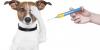 Photo for Veterinary Vaccines Market by Regional Analysis, Key Players and Forecast 2024