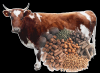 Photo for Cattle Feed Market is poised to dominate this market during 2018-2023