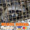 Photo for Wildlife Removal Melbourne